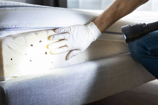 Trusted Okemah, OK Pest Control Experts
