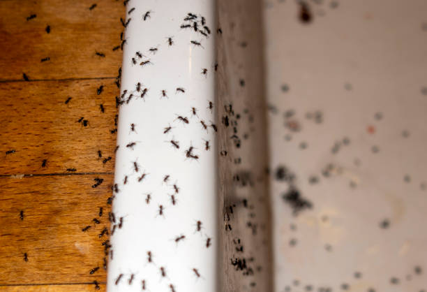 Best Residential Pest Control  in Emah, OK