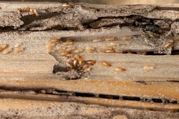 Best Pest Inspection Near Me  in Emah, OK