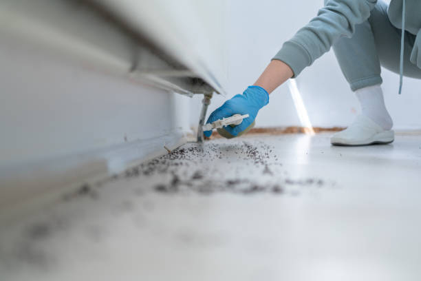 Best Wasp Removal Services  in Emah, OK